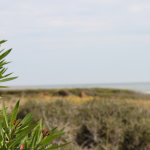 A scenic view of Kiawah Island featuring a vibrant pink oleander in the foreground on the left, with its green leaves sharply in focus. The background softly blurs into a tranquil beach scene with gentle waves, a clear sky, and natural vegetation under broad daylight. The contrast between the detailed flowers and the serene beachscape highlights the island’s natural beauty